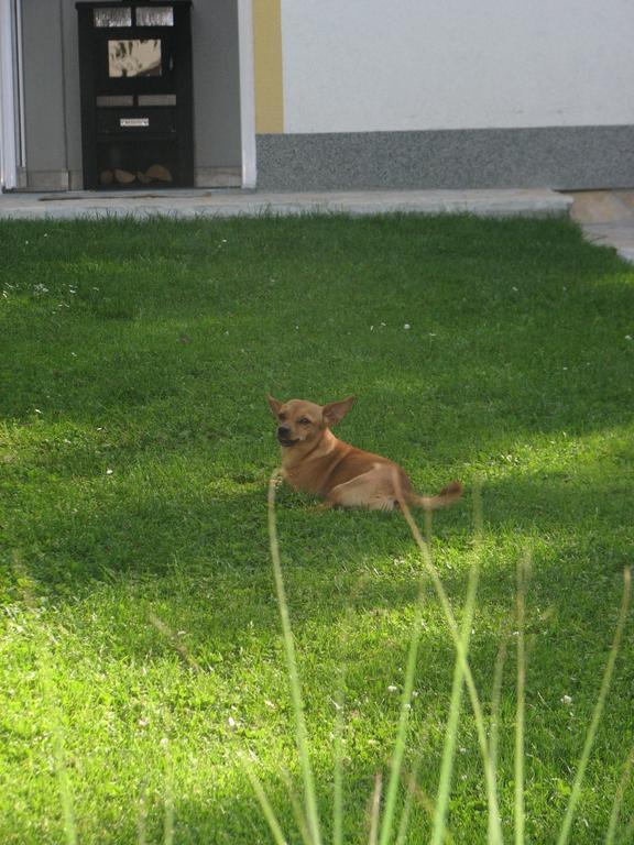 Apartment Ilija ราโควิซา ห้อง รูปภาพ